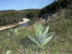 Varves au bord de l'Ain (photo Roland Cattenoz)