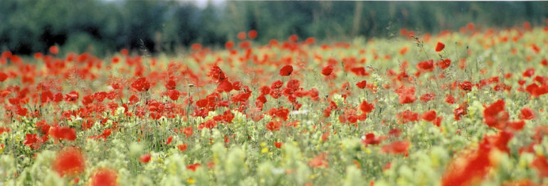 Champ rempli de coquelicot entre La Tour du Meix et Orgelet