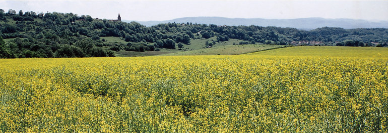 Champ de colza près de Saint-Christophe