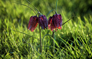 Fritillaire pintade