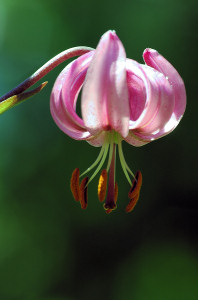 Fleur de Lys Martagon
