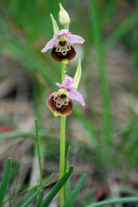 Ophrys bourdon