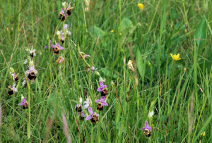 Ophrys bourdon