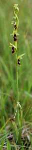 Ophrys mouche