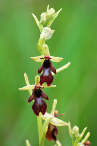 Ophrys mouche