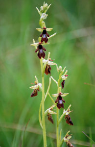 Ophrys mouche